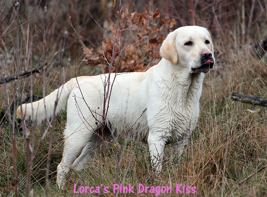 Lorca's Pink Dragon Kiss