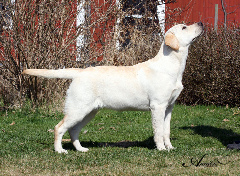 Lorca's Kiss Of the Dragon, 6 months